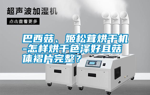巴西菇、姬松茸烘干機-怎樣烘干色澤好且菇體褶片完整？
