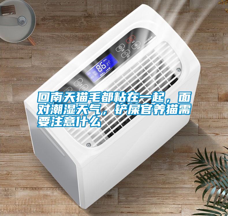回南天貓毛都粘在一起，面對潮濕天氣，鏟屎官養貓需要注意什么