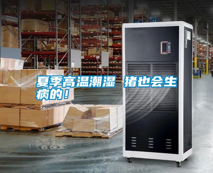 夏季高溫潮濕 豬也會生病的！