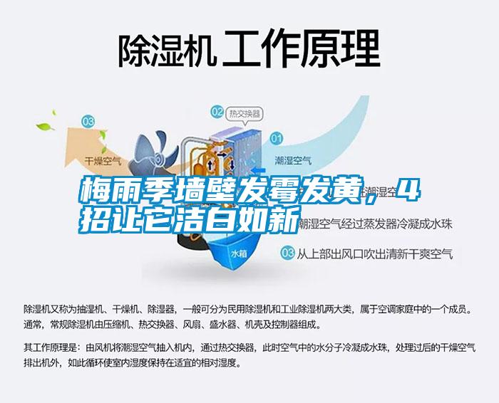 梅雨季墻壁發霉發黃，4招讓它潔白如新