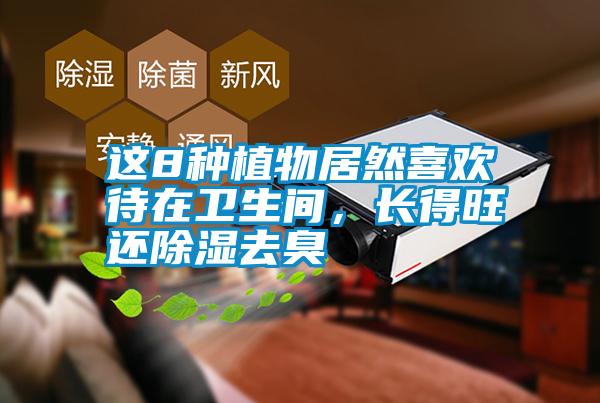 這8種植物居然喜歡待在衛生間，長得旺還除濕去臭