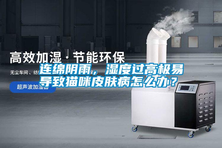 連綿陰雨，濕度過高極易導致貓咪皮膚病怎么辦？