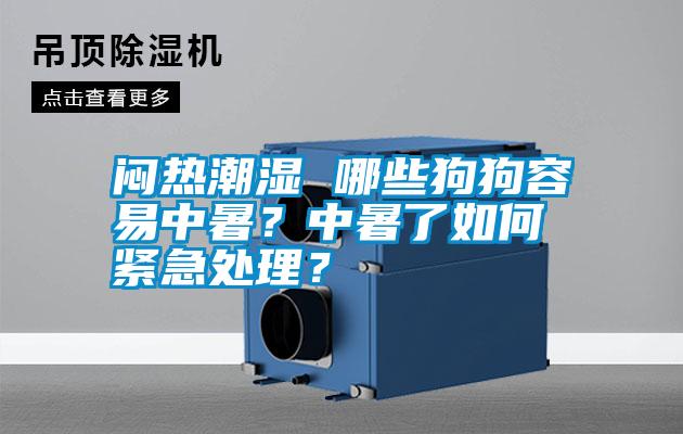 悶熱潮濕 哪些狗狗容易中暑？中暑了如何緊急處理？
