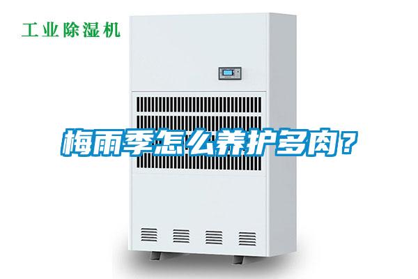 梅雨季怎么養護多肉？