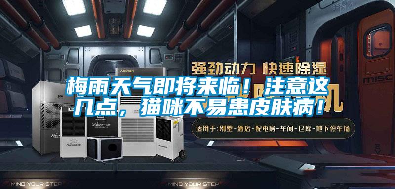 梅雨天氣即將來臨！注意這幾點，貓咪不易患皮膚??！