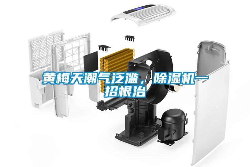 黃梅天潮氣泛濫，除濕機一招根治