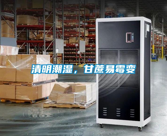 清明潮濕，甘蔗易霉變