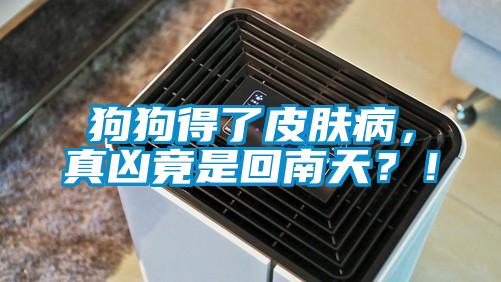 狗狗得了皮膚病，真兇竟是回南天？！