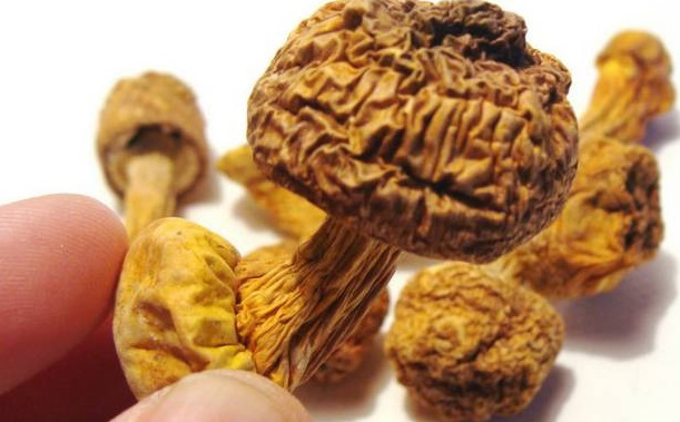 巴西菇、姬松茸烘干機-怎樣烘干色澤好且菇體褶片完整？